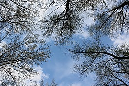 樹,天空,分支