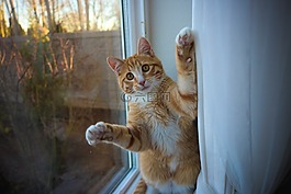 猫,感到惊讶,小猫