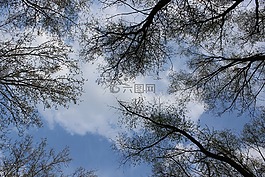 樹,天空,分支