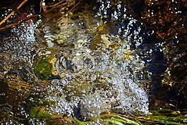 水,水域,過獨(dú)身生活