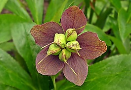 性質(zhì),植物,葉
