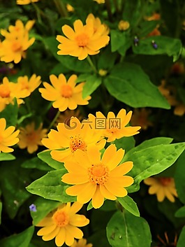 鮮花,開花,廠