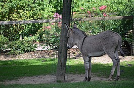驢,樹,動(dòng)物園