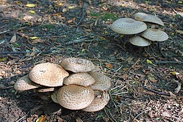 蘑菇,植物區(qū)系,自然