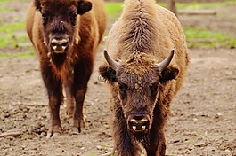 野牛,wildpark 地點,野生動物