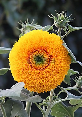 向日葵,花,黃色