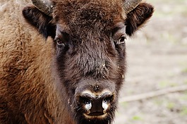 野牛,wildpark 地點,野生動物