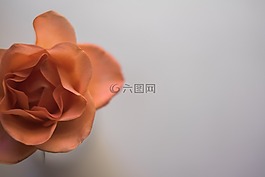 花,花瓣,盛開