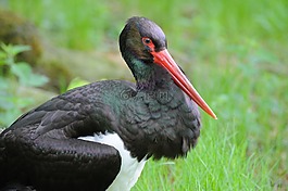 水鳥,羽毛,動物