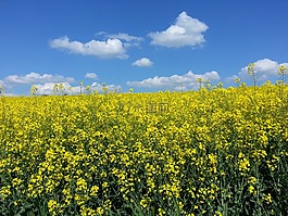 油菜,夏季,景觀