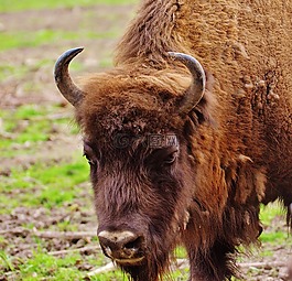 野牛,wildpark 地點,野生動物