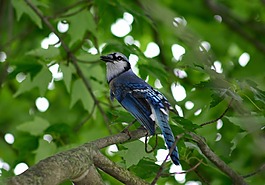 藍鳥,鳥,羽毛