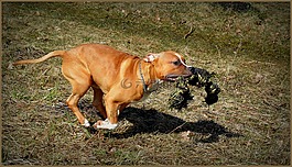amstaff,狗,staffy