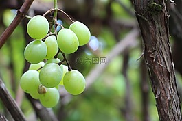 性质,uva,水果
