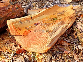 樹(shù),木材,森林