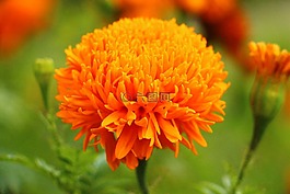 花卉,性質(zhì),鮮花