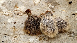 寶貝鴕鳥,動(dòng)物,鳥