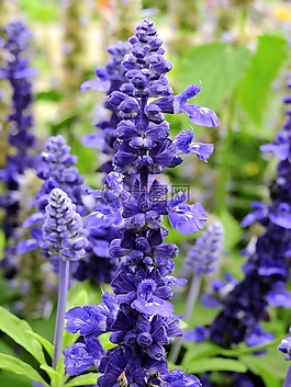 鮮花,開花,廠