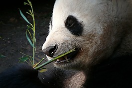 動物園,圣地亞哥,動物
