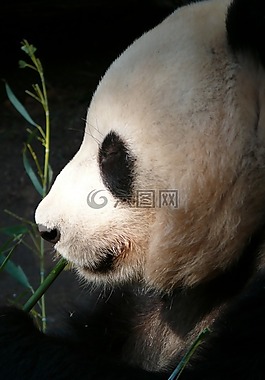 動物園,圣地亞哥,動物