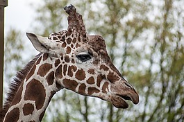 長(zhǎng)頸鹿,頭,動(dòng)物園