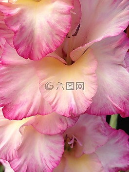 gladiol,花卉,性質(zhì)