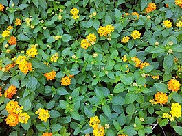 黃色,花,開花