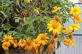 tithonia diversifolia,花,野生植物