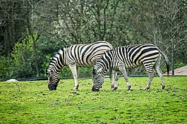 斑馬,條紋,動(dòng)物園
