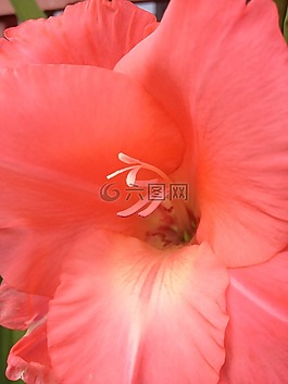 gladiol,花卉,性質(zhì)