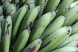 香蕉,绿色,水果