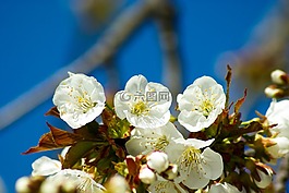 鮮花,櫻桃,春天