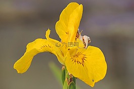 百合,黃色,開花