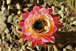 沙漠,仙人掌,花
