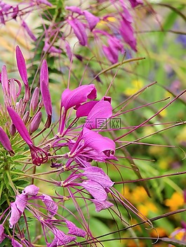 鮮花,開花,廠