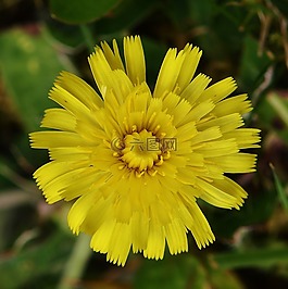 花,黃色,廠