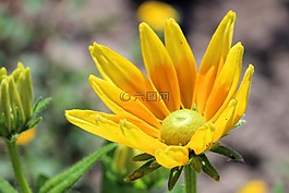 開花,黃色,花