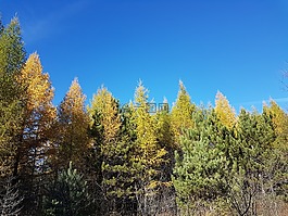 樹的頂端,秋天,天空