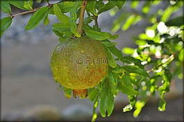 水果,石榴,食品