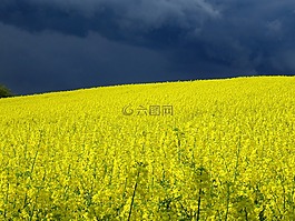 油菜籽場(chǎng),雷暴,油菜