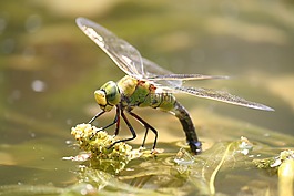 蜻蜓,bug,性質(zhì)