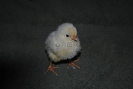 小雞,雞,家禽