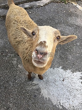 動物,羊,農場