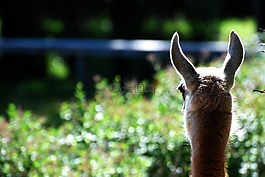 喇嘛,動物,駱駝