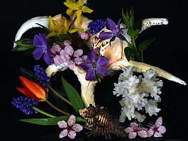 靜物,貽貝,鮮花