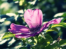 野生玫瑰,開花,廠