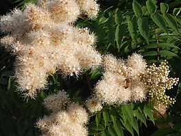 花,蜜蜂,花園