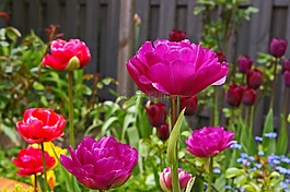 郁金香,花園,春天