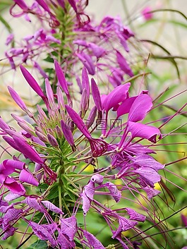 鮮花,開花,廠
