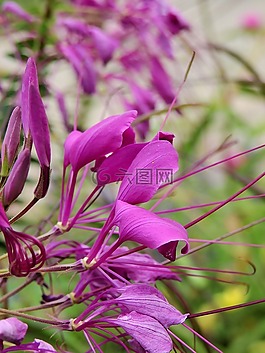 鮮花,開花,廠
